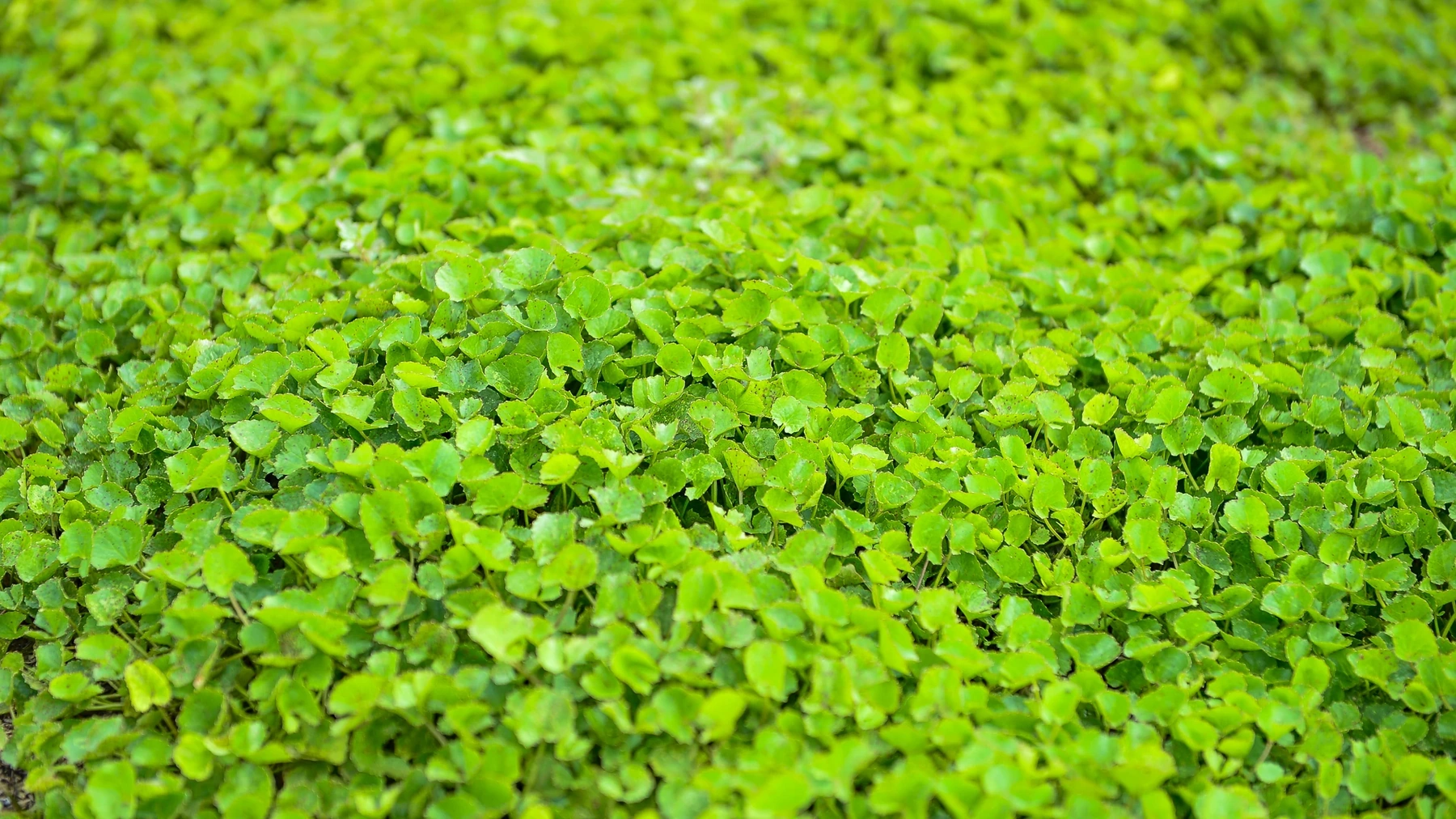 Nhiều người bảo tôi nên trồng rau má cao sản cho năng suất gấp đôi, tôi chỉ cười. Tôi muốn giữ trọn hương vị quê nhà, cái vị mát lành gắn với ký ức tuổi thơ nghèo khó. Với tôi, làm nông sản không chỉ là bán hàng, mà còn là gìn giữ câu chuyện và niềm tin. Chạy theo năng suất, tôi sợ mất đi cái hồn của rau má quê mình.