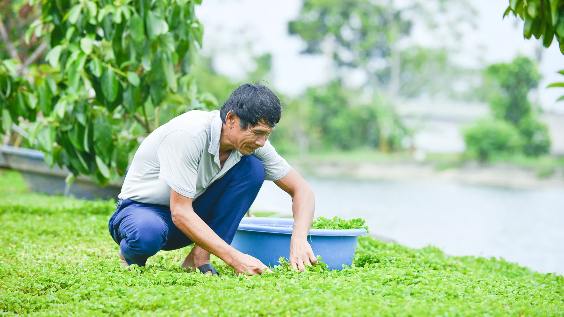 Trong quá trình trồng và chăm sóc rau má, tôi chỉ dùng chế phẩm vi sinh, nhổ cỏ thủ công, thuê bà con trong xã làm việc. Làm sạch thì vất vả hơn, nhưng tôi tin chỉ có cách đó mới tạo ra sản phẩm tốt thực sự.