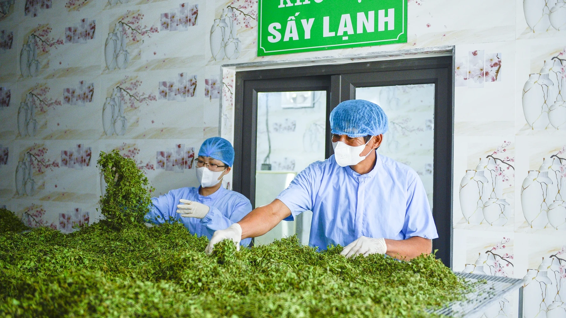 Ông Lê Chí Thế, Phó Chủ tịch UBND xã Thọ Long, nhận định: “HTX Đồng Ngâu là mô hình tiêu biểu cho việc phát triển cây bản địa theo hướng hàng hóa. Rau má không chỉ là thức uống giải nhiệt mà còn là sản phẩm mang thương hiệu quê hương.”