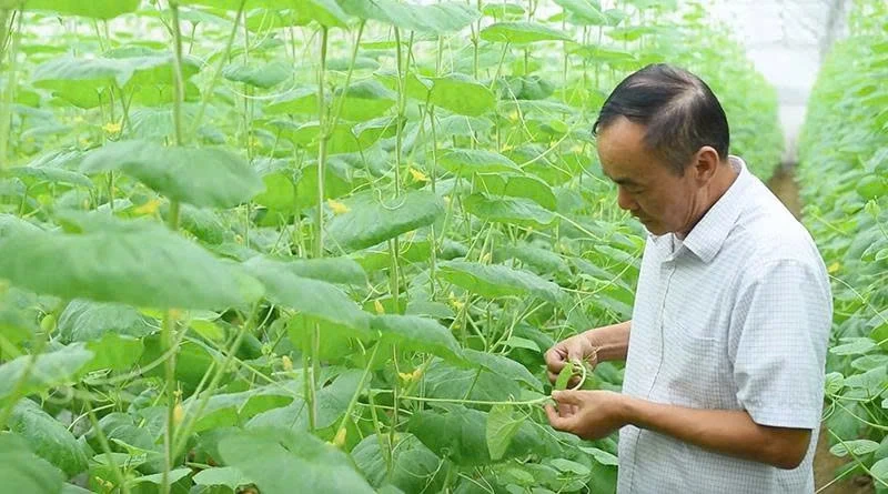 Nông nghiệp công nghệ cao: Từ đồng ruộng đến chuỗi giá trị số