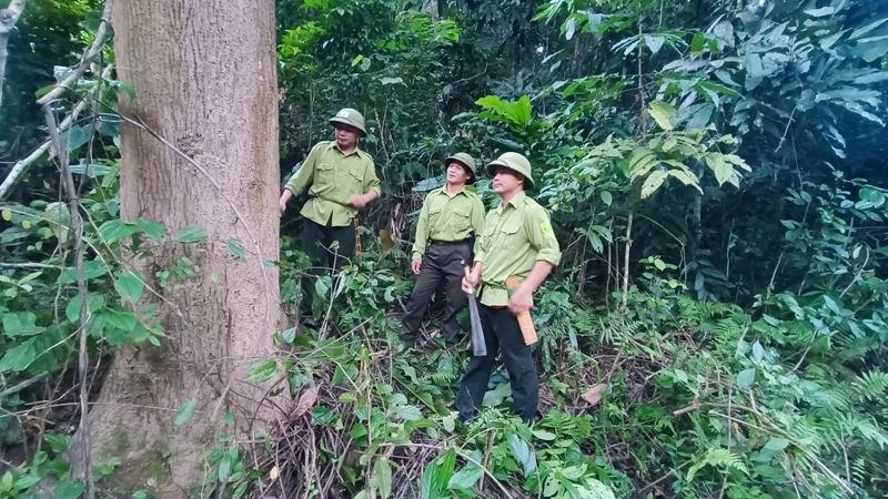 Chủ động quản lý, bảo vệ rừng bền vững