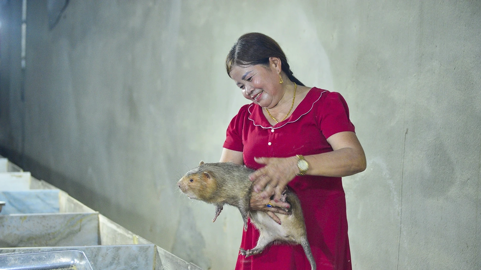 Ngày đó, mỗi lần về quê, nhìn bố mẹ tẩn mẩn chăm mấy chuồng dúi nhỏ, tôi thấy bình yên lạ. Họ nuôi chỉ để vui tuổi già, nhưng tôi nghĩ: Nếu làm bài bản, biết thị trường cần gì, thì biết đâu những con vật nhỏ bé ấy sẽ mở ra cả một hướng đi mới.