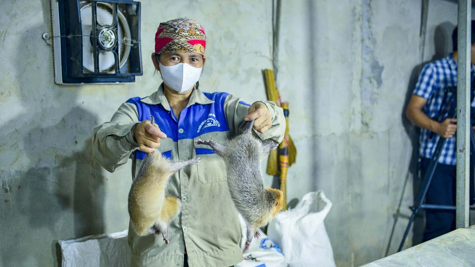 Tôi mua 15 cặp dúi má đào từ Thái Lan, giống dúi trọng lượng lớn, sinh sản nhanh, thịt ngon. Dựng lại chuồng cũ, tôi bắt đầu chăm từng con: ban ngày dọn dẹp, cho ăn tre, ngô, mía, ban đêm ghi chép, học cách phối trộn thức ăn, điều chỉnh độ ẩm, nhiệt độ.