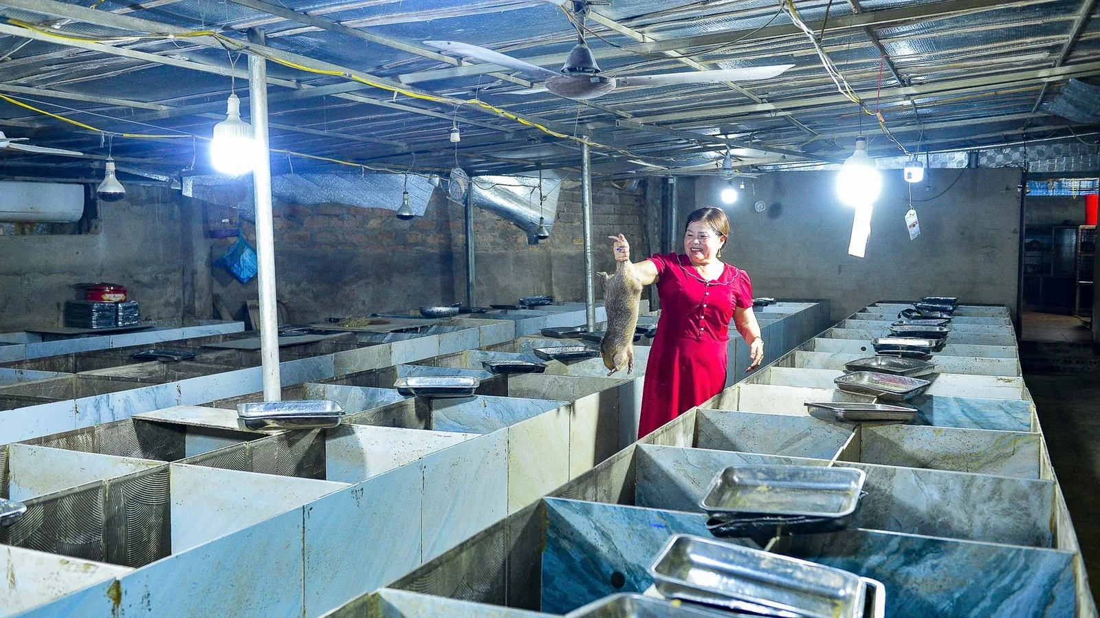 Hiện tại, trang trại ở xã Tân Ninh, mỗi năm xuất khoảng 2 tấn dúi thương phẩm và gần 1.000 con giống, doanh thu hàng tỷ đồng/năm. Tôi mở thêm cơ sở tại Thái Nguyên, lập Hợp tác xã chăn nuôi và nhân giống, nuôi thêm 3.000 con dúi theo quy trình khép kín.