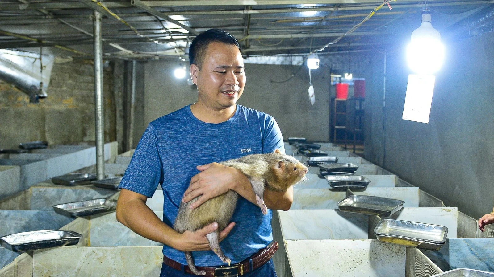 Tôi vẫn nói với những người trẻ đến học nghề: Nuôi dúi không khó, cái khó là kiên trì và tỉ mỉ. Dúi ưa yên tĩnh, cần chuồng kín, ấm về đông, mát về hè. Thức ăn chỉ tre, ngô, mía nhưng phải sạch.