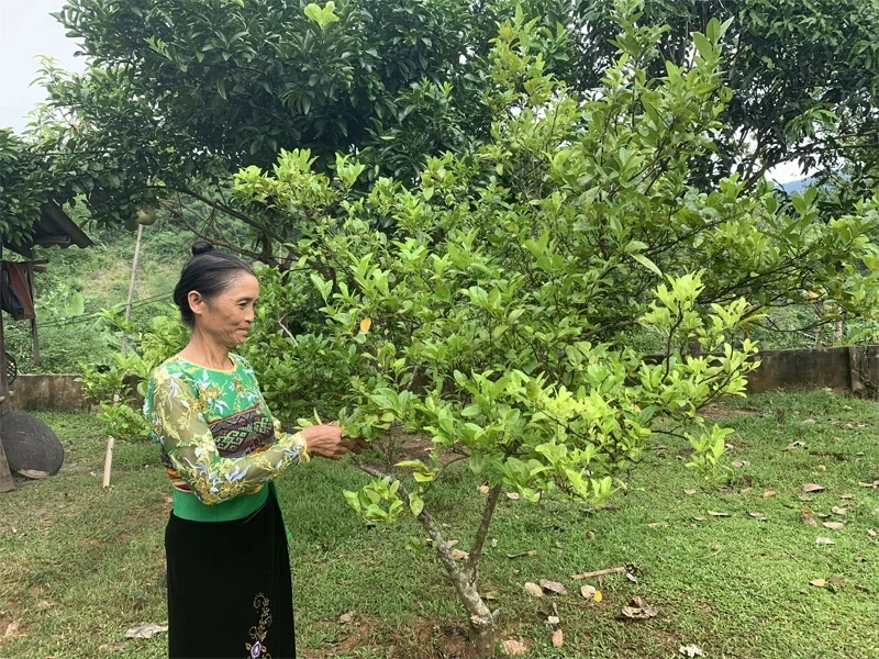 “Cõng” vốn lên non