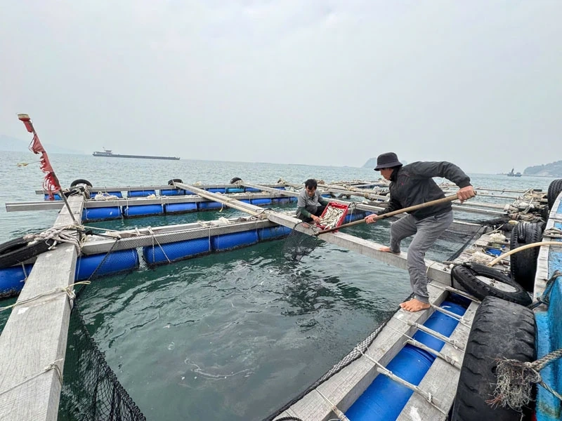 Quyết tâm cao nhất để “gỡ thẻ vàng IUU” (Bài cuối): Từ cam kết IUU đến phát triển ngành thủy sản bền vững