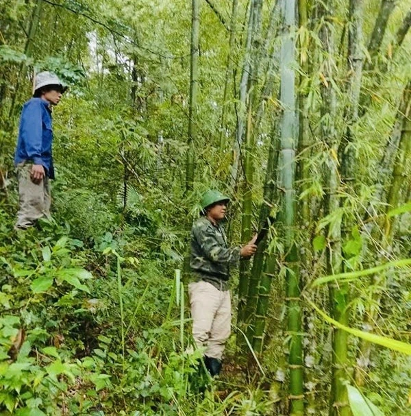 Tam Thanh bảo vệ rừng gắn với phát triển vùng luồng, vầu thâm canh