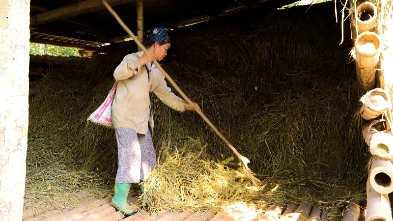 Chủ động phòng chống đói, rét cho đàn trâu bò