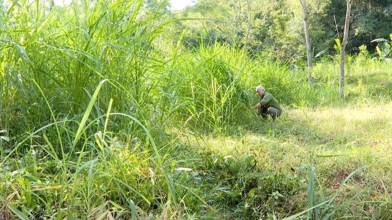 Chủ động phòng chống đói, rét cho đàn trâu bò