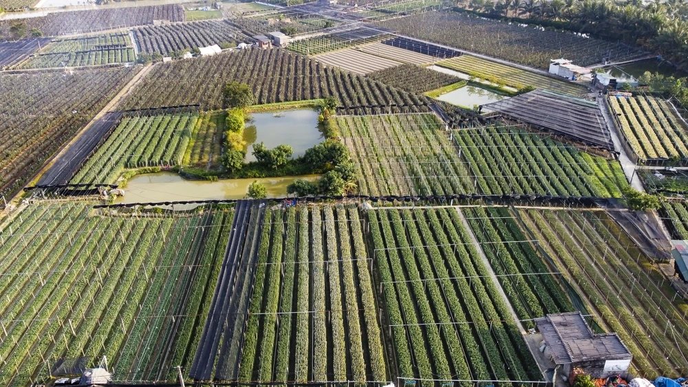 Nông dân làng hoa lớn nhất Thanh Hóa tất bật chăm vụ Tết