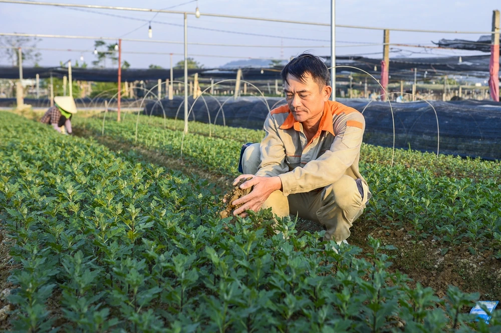 Nông dân làng hoa lớn nhất Thanh Hóa tất bật chăm vụ Tết