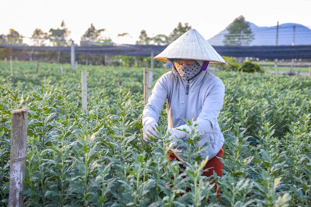 Nông dân làng hoa lớn nhất Thanh Hóa tất bật chăm vụ Tết