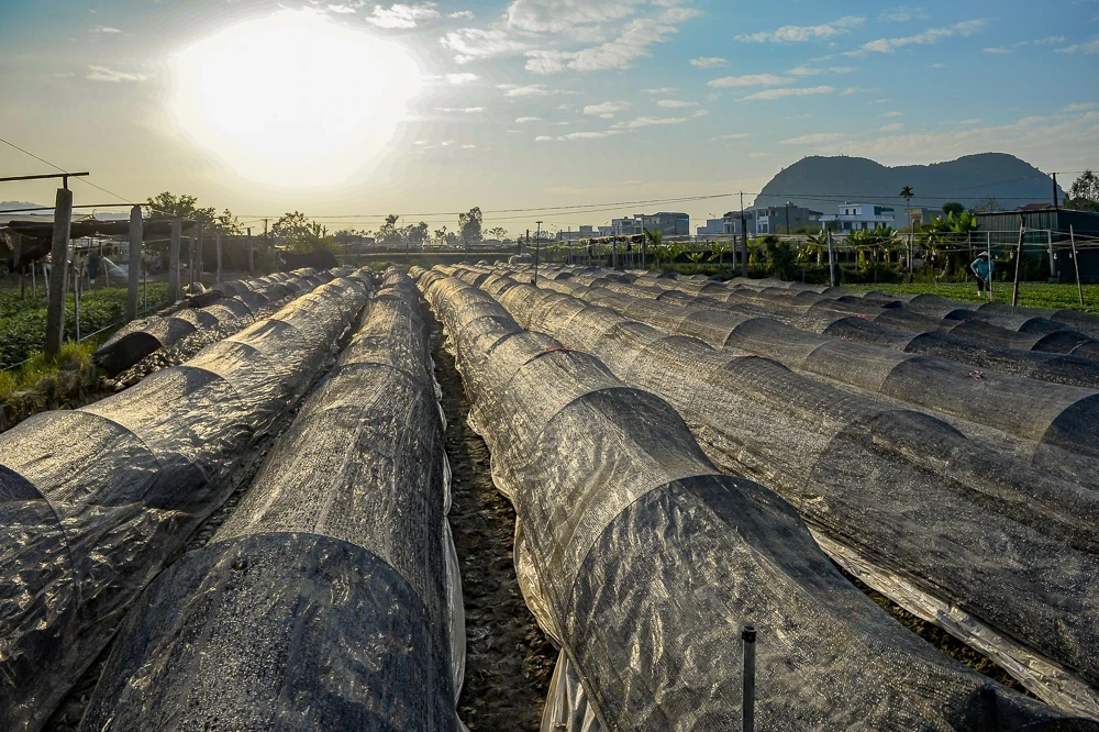 Nông dân làng hoa lớn nhất Thanh Hóa tất bật chăm vụ Tết