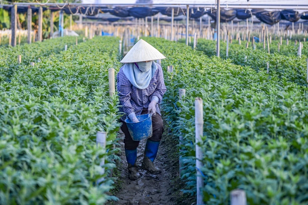 Nông dân làng hoa lớn nhất Thanh Hóa tất bật chăm vụ Tết