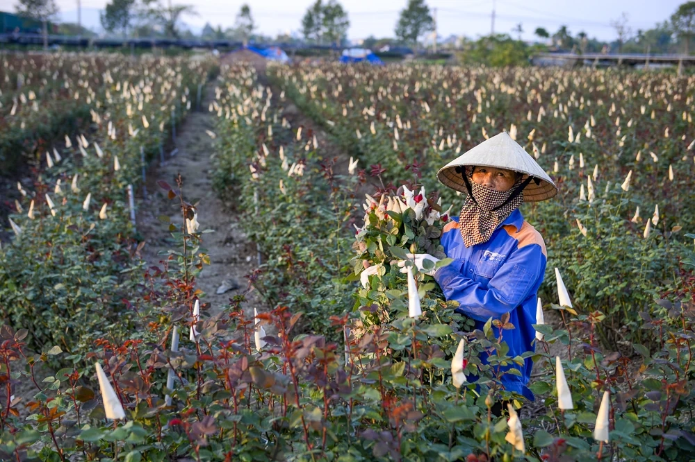 Nông dân làng hoa lớn nhất Thanh Hóa tất bật chăm vụ Tết