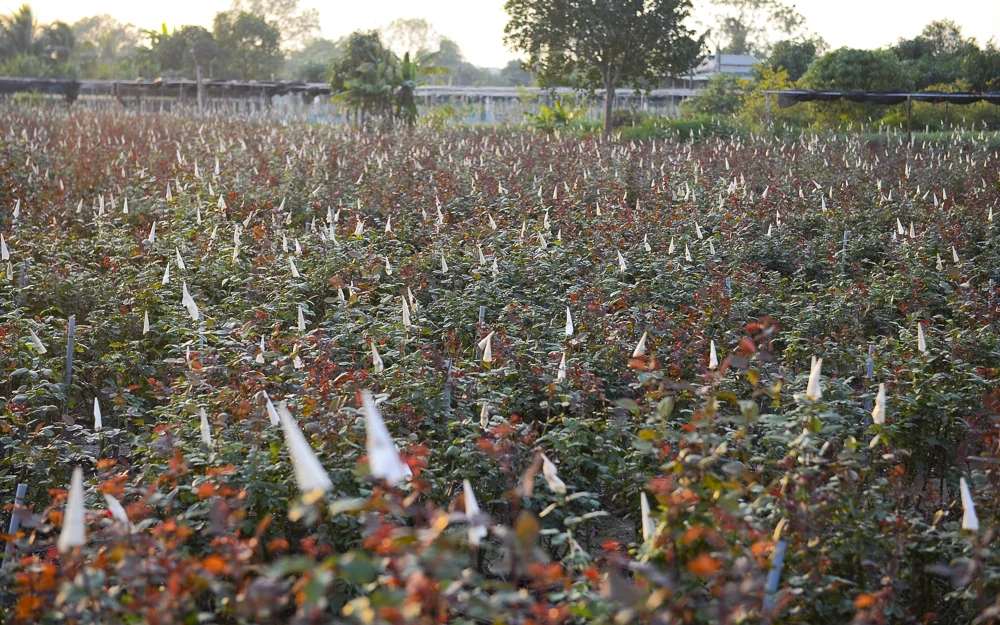 Nông dân làng hoa lớn nhất Thanh Hóa tất bật chăm vụ Tết