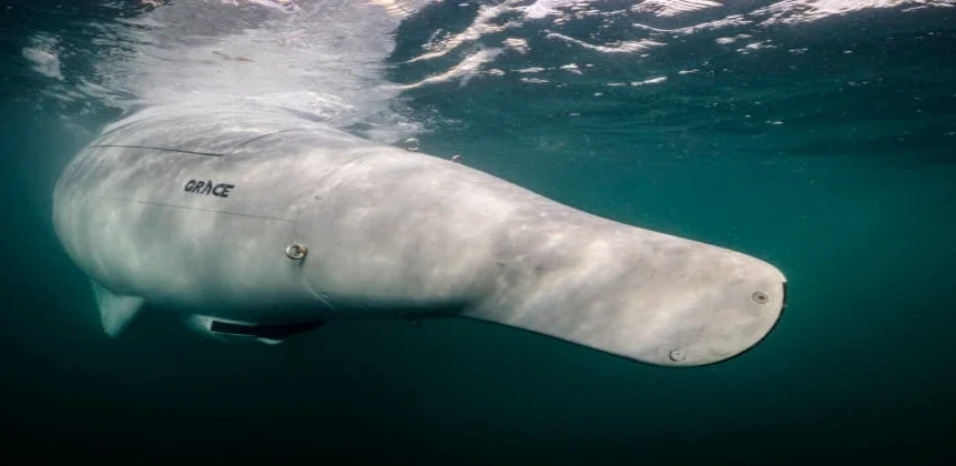 Công ty quốc phòng Đức thử nghiệm robot tự hành Grey Shark trên Biển Baltic