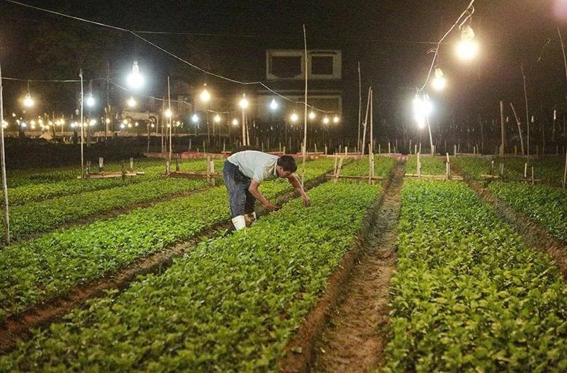 Các nhà vườn tất bật trồng hoa tết