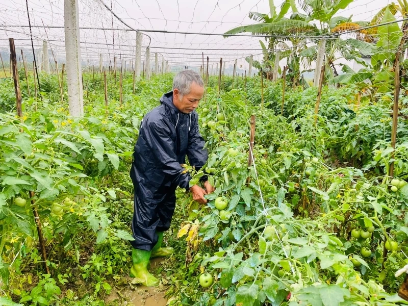 Vụ đông năm 2025-2026: Nhiều khởi sắc và thử thách (Bài 1): Cây trồng vụ đông ngắn ngày cho giá trị cao