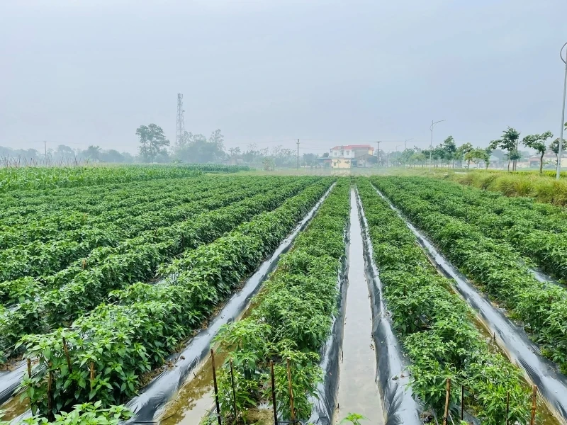 Vụ đông năm 2025-2026: Nhiều khởi sắc và thử thách (Bài 1): Cây trồng vụ đông ngắn ngày cho giá trị cao