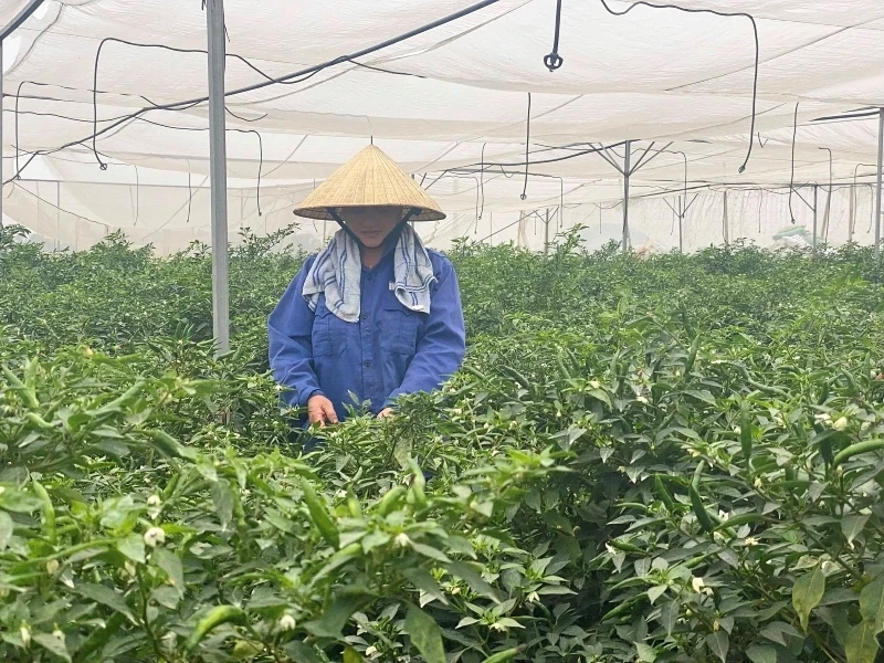 Vụ đông năm 2025-2026: Nhiều khởi sắc và thử thách (Bài 1): Cây trồng vụ đông ngắn ngày cho giá trị cao