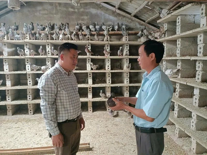 Làm giàu từ nuôi chim bồ câu Pháp