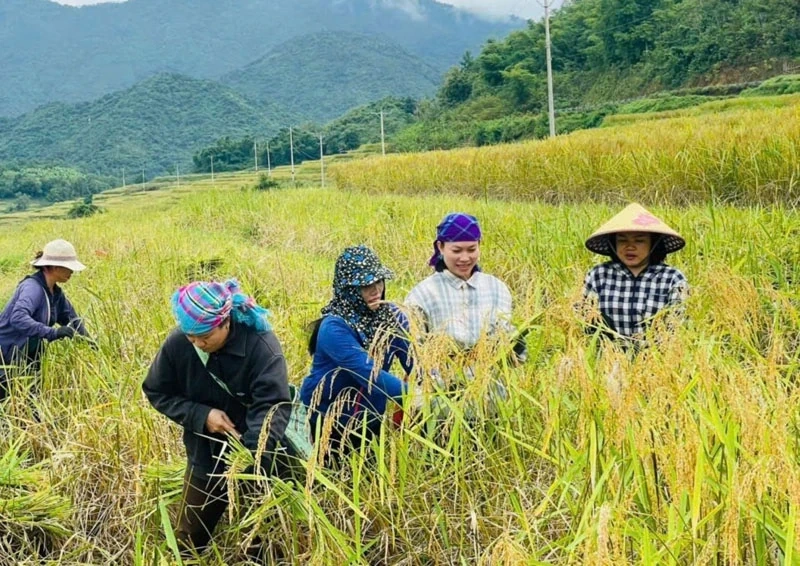 Khởi sắc bản Pùng