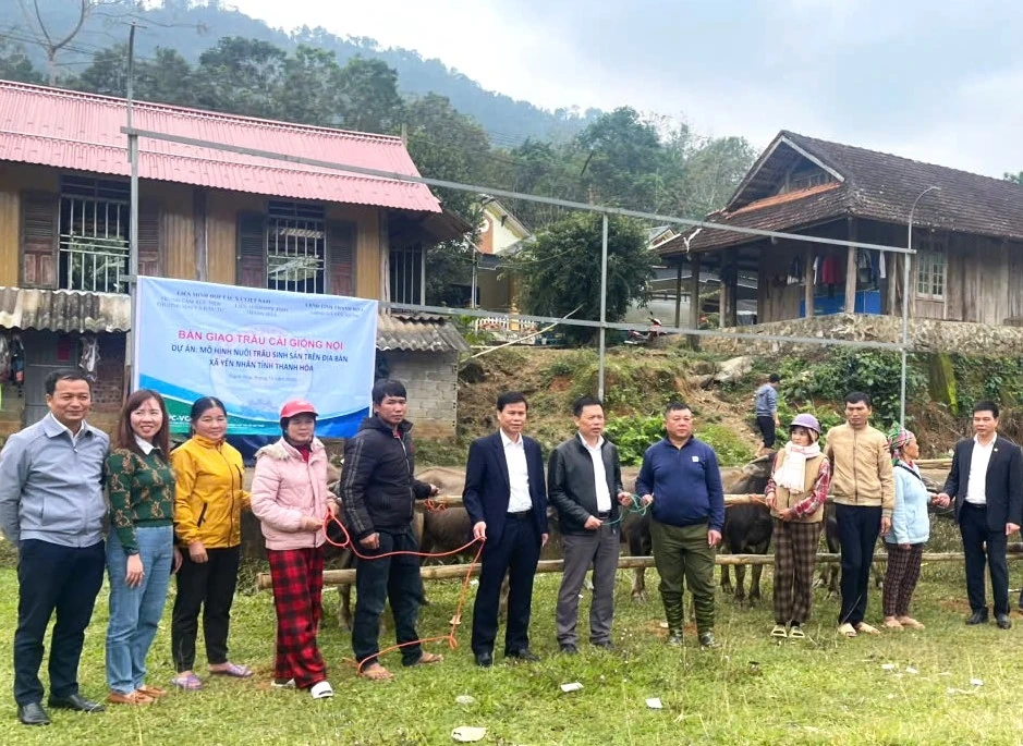 Bàn giao trâu giống sinh sản cho hộ nghèo, cận nghèo xã Yên Nhân