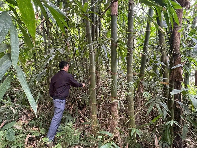 Trồng rừng gắn với chế biến - hướng thoát nghèo cho người dân Hồi Xuân