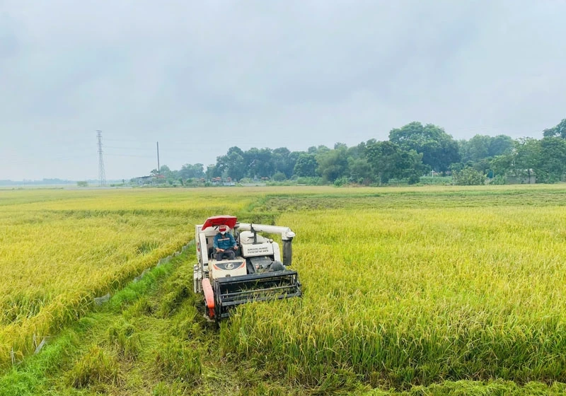 Nông dân liên kết sản xuất - nâng tầm thương hiệu sản phẩm
