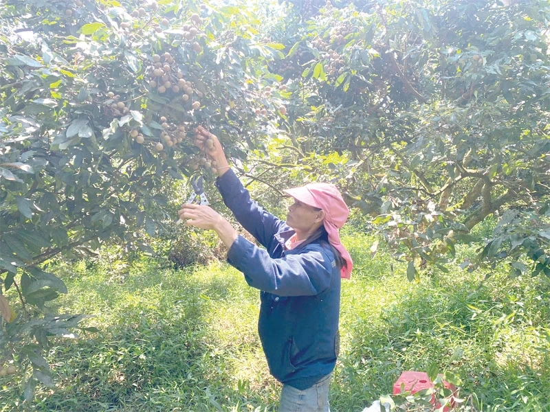 Nông dân liên kết sản xuất - nâng tầm thương hiệu sản phẩm