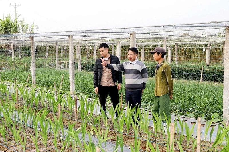 Cây vụ đông xanh mướt ruộng đồng Yên Ninh