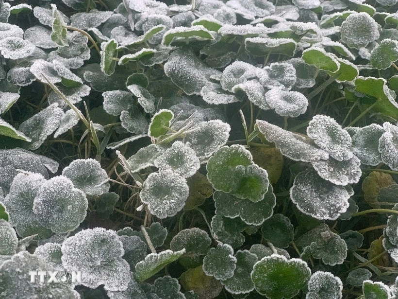 Nhiệt độ xuống dưới 0°C, băng giá xuất hiện tại miền Tây Nghệ An
