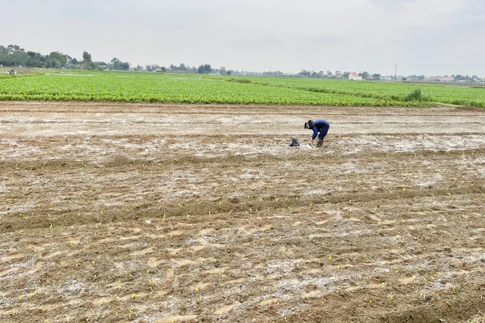 Chủ động các biện pháp phòng chống rét cho cây trồng