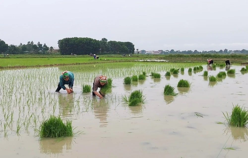 Chủ động các biện pháp phòng chống rét cho cây trồng