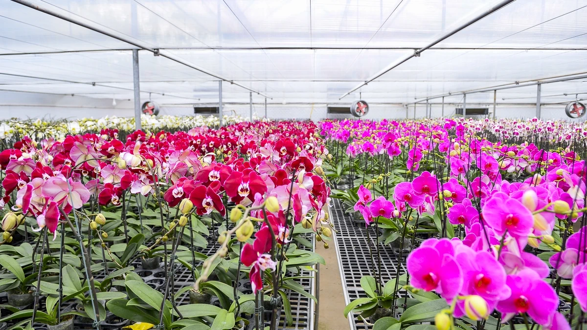 Vườn lan hồ điệp công nghệ cao hơn 3 vạn cây vào vụ Tết
