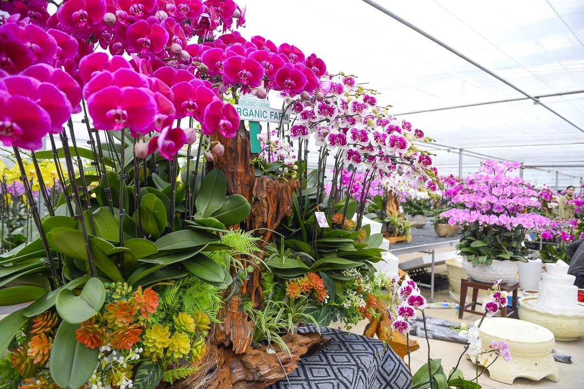 Vườn lan hồ điệp công nghệ cao hơn 3 vạn cây vào vụ Tết