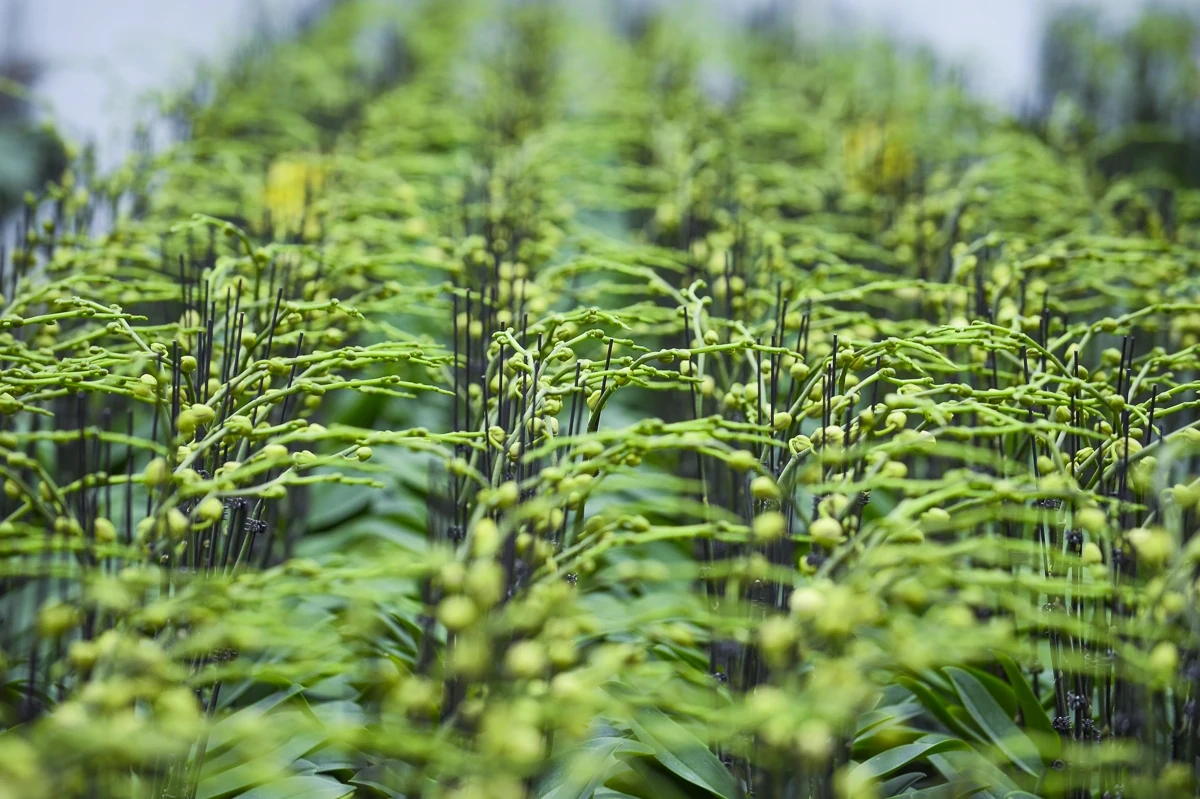 Vườn lan hồ điệp công nghệ cao hơn 3 vạn cây vào vụ Tết