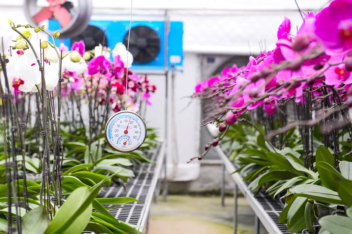 Vườn lan hồ điệp công nghệ cao hơn 3 vạn cây vào vụ Tết