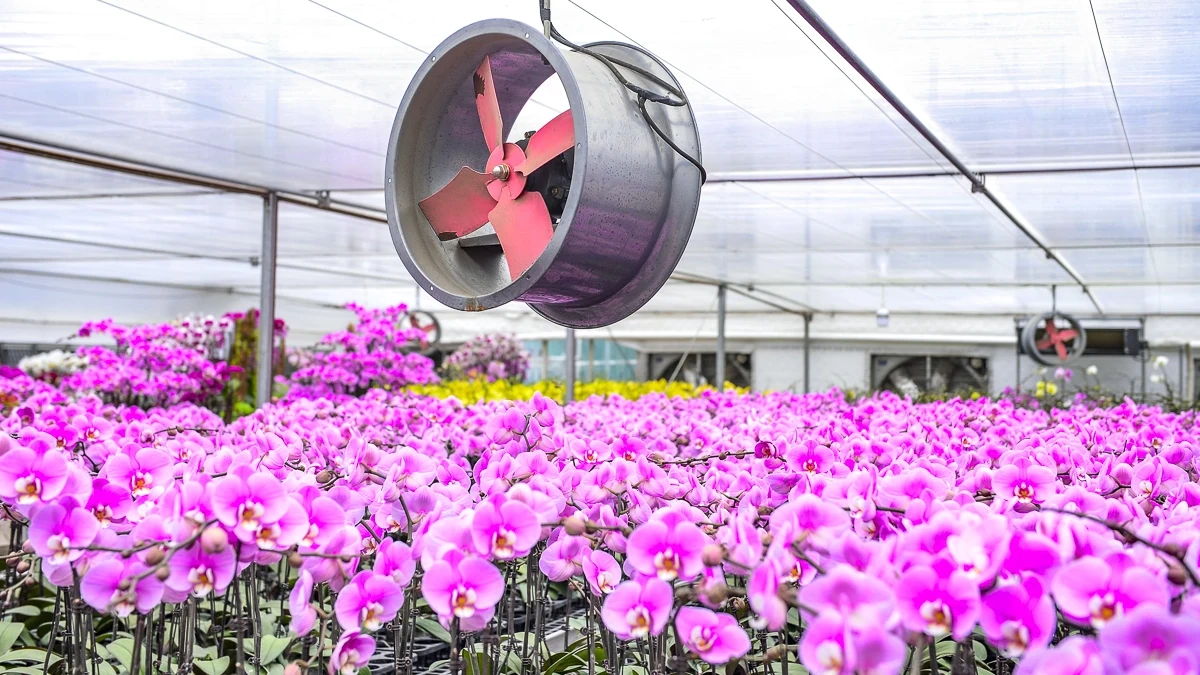 Vườn lan hồ điệp công nghệ cao hơn 3 vạn cây vào vụ Tết