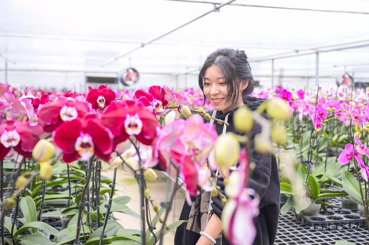 Vườn lan hồ điệp công nghệ cao hơn 3 vạn cây vào vụ Tết