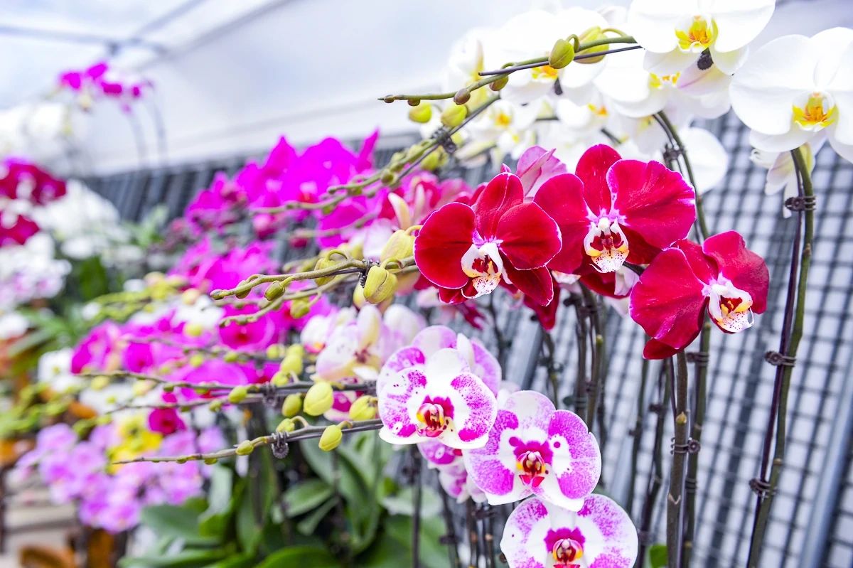 Vườn lan hồ điệp công nghệ cao hơn 3 vạn cây vào vụ Tết