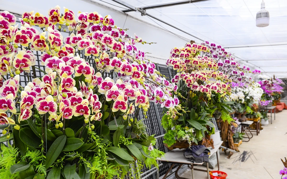 Vườn lan hồ điệp công nghệ cao hơn 3 vạn cây vào vụ Tết