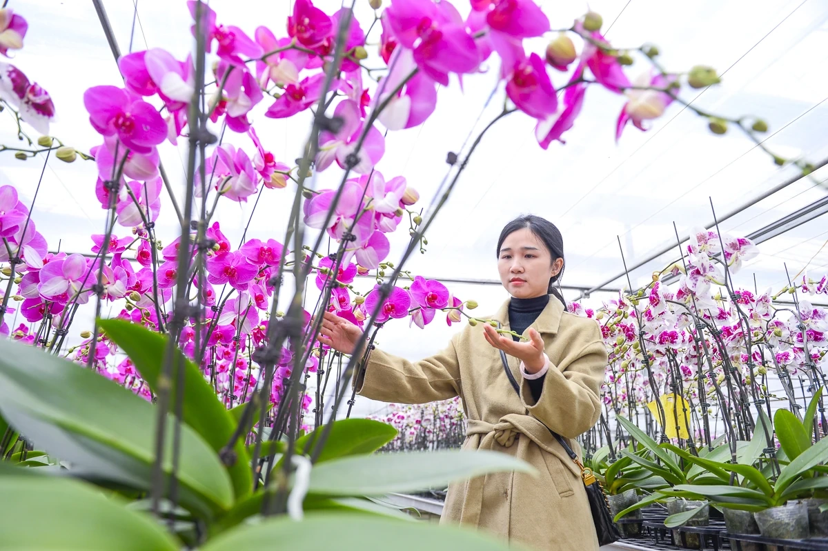 Vườn lan hồ điệp công nghệ cao hơn 3 vạn cây vào vụ Tết