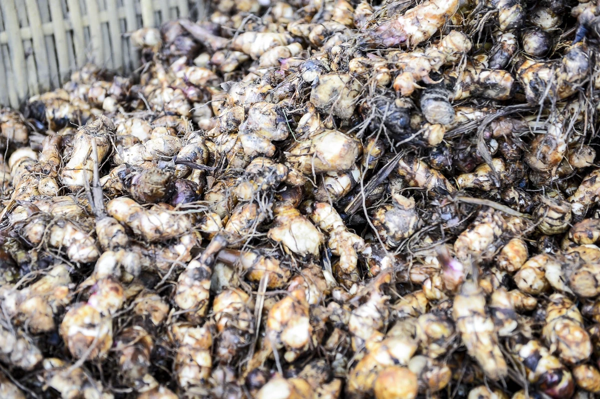 Vùng làm miến dong nổi tiếng ở xứ Thanh vào vụ Tết