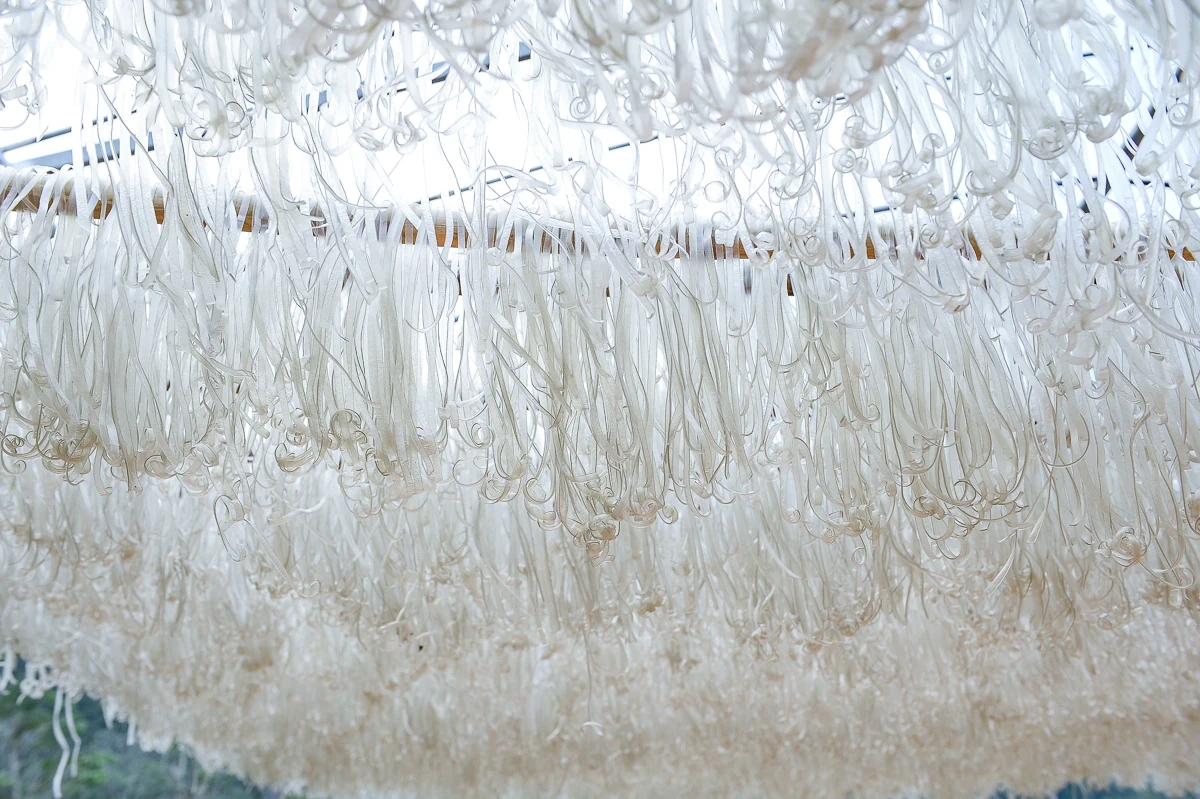 Vùng làm miến dong nổi tiếng ở xứ Thanh vào vụ Tết