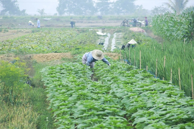 Chủ động nguồn rau, quả phục vụ Tết Nguyên đán