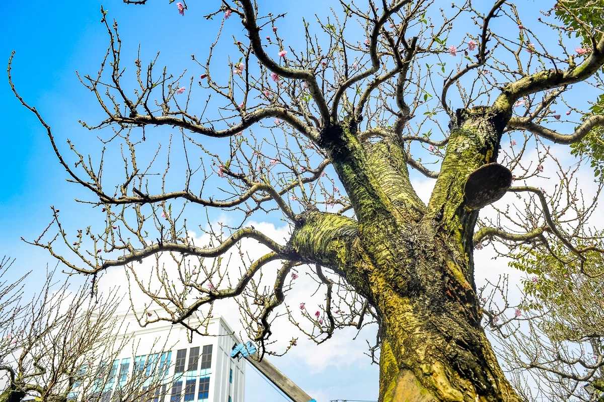 Đào cổ thụ về phố, tạo điểm nhấn thị trường hoa Tết xứ Thanh