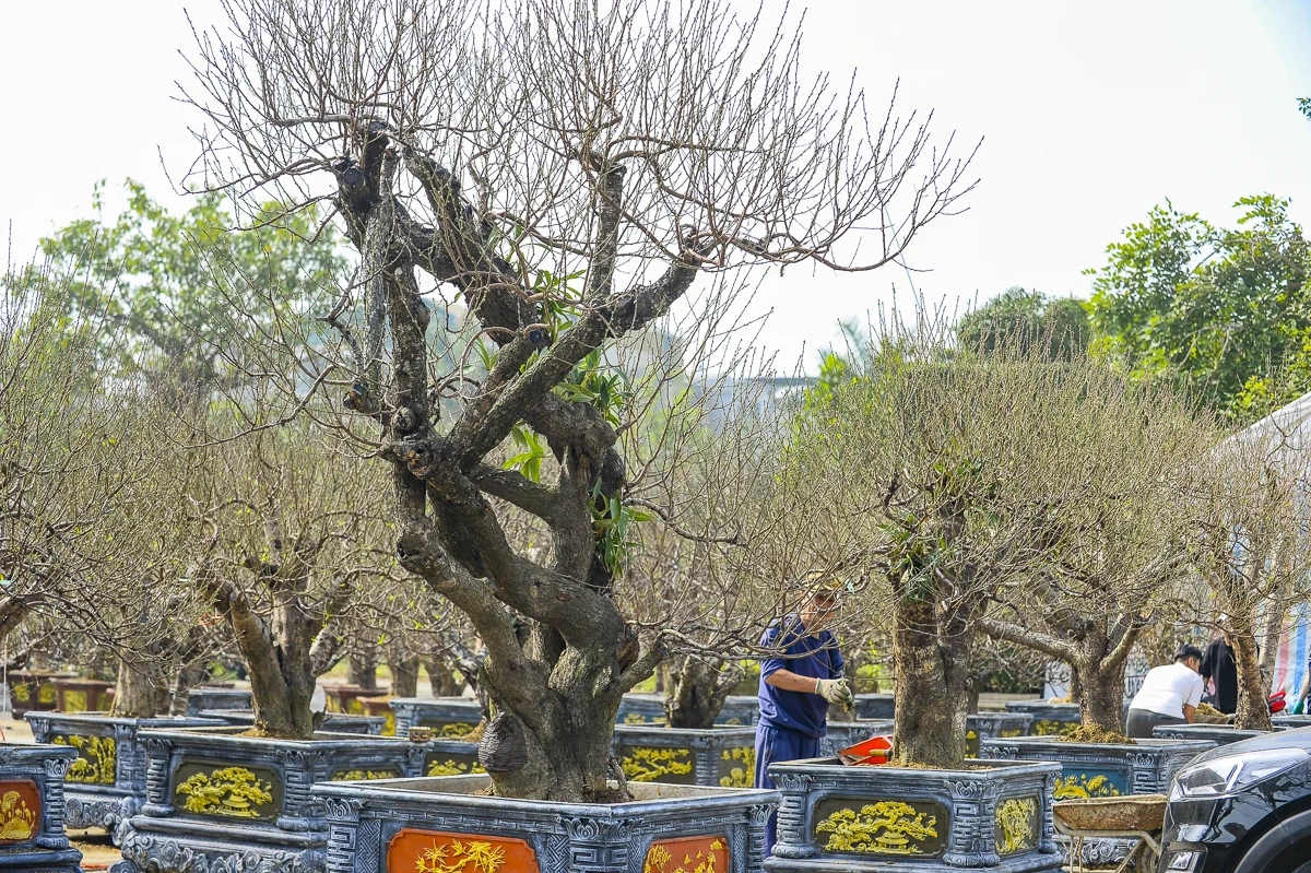 Đào cổ thụ về phố, tạo điểm nhấn thị trường hoa Tết xứ Thanh